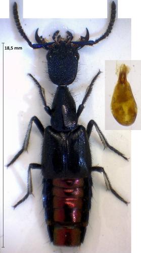 Plochionocerus splendens